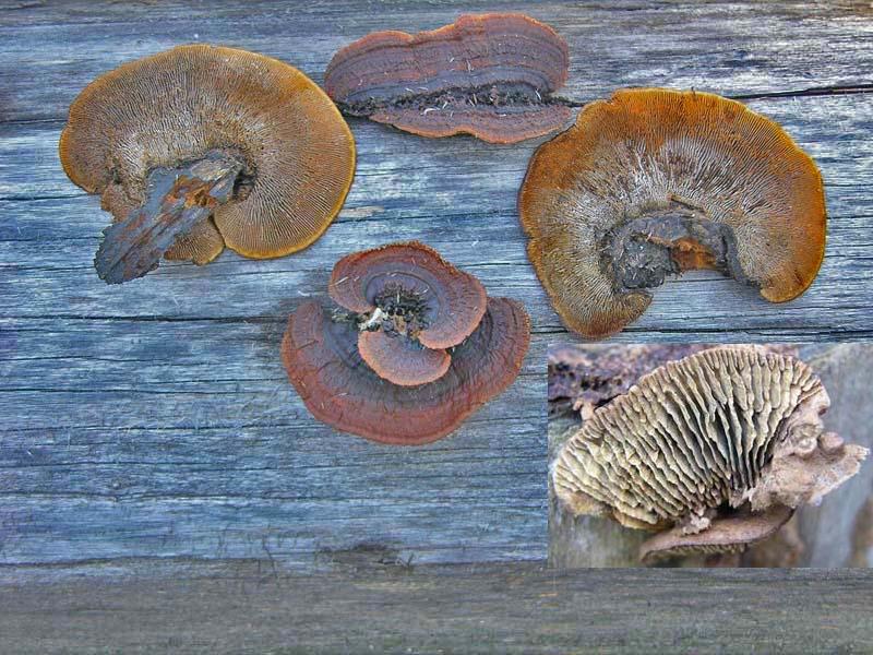 Avete voglia di funghi di oggi....guardate questo post.